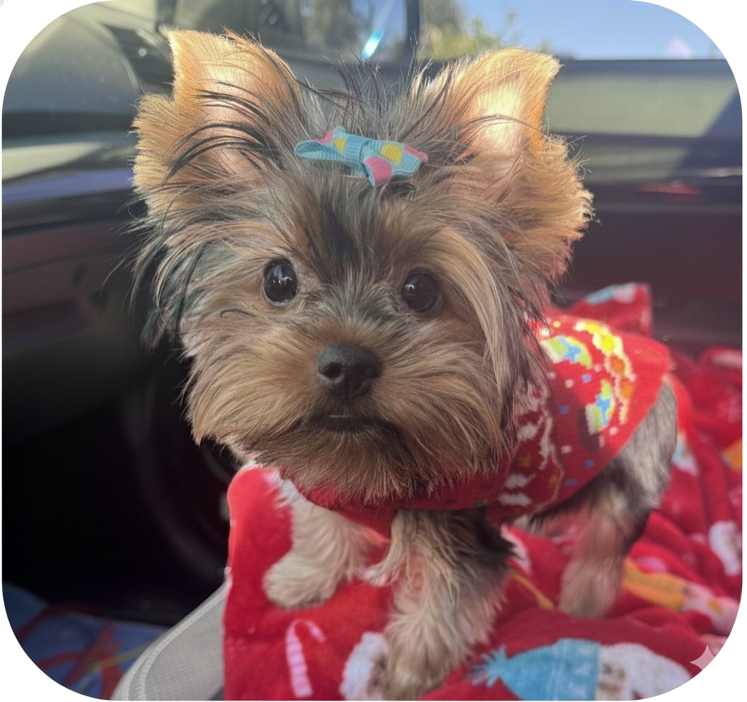 cropped yorkie